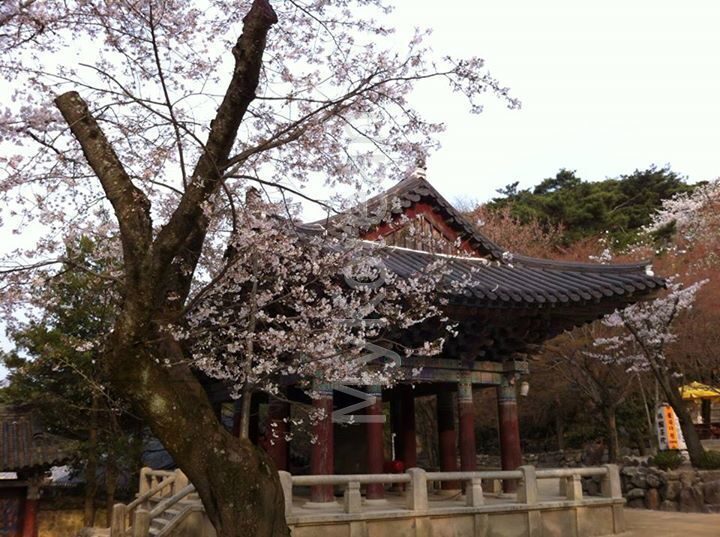 Цветущая вишня около храма by Kay Hoon 